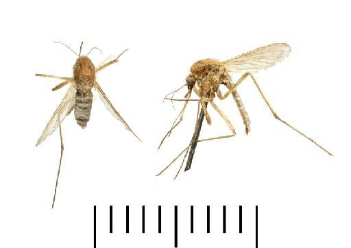 Aedes (Ochlerotatus) detritus (Haliday, 1833) - 25