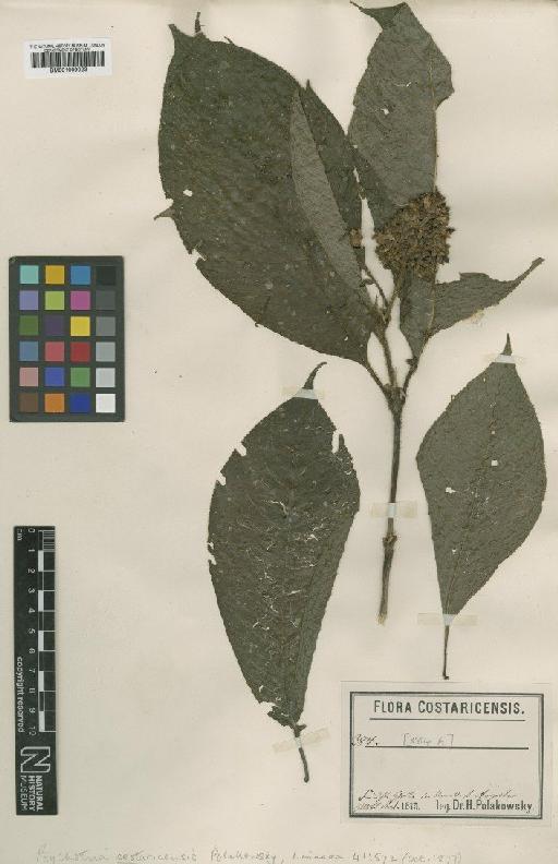 Psychotria pilosa Ruiz & Pav. - BM001009023