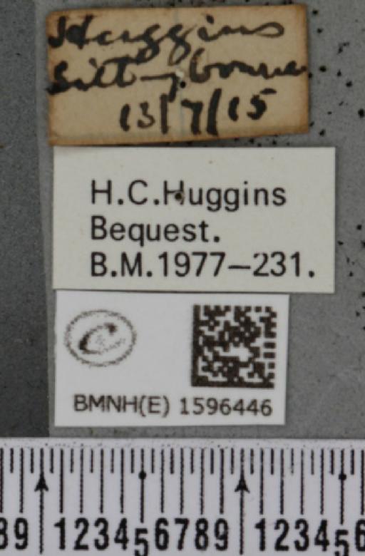 Idaea trigeminata (Haworth, 1809) - BMNHE_1596446_label_264951