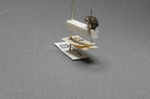 Sarcophaga (Myorhina) nigriventris Meigen, 1826 - 015091857_additional_4