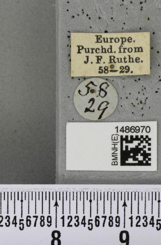 Liriomyza lutea (Meigen, 1830) - BMNHE_1486970_label_50573