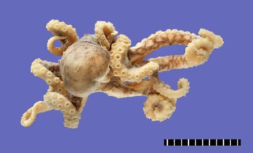Octopus horridus d'Orbigny, 1826 - 1947.5.5.47-49, Octopus horridus A.D.Orb., 1826