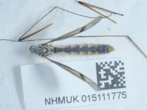 Nephrotoma appendiculata appendiculata (Pierre, 1919) - 015111775_4