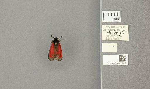 Zygaena (Mesembrynus) purpuralis purpuralis (Brünnich, 1763) - 015192513_775459_1477570