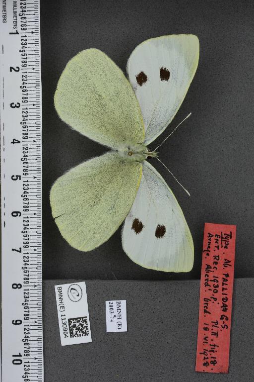 Pieris brassicae (Linnaeus, 1758) - BMNHE_1130964_87626