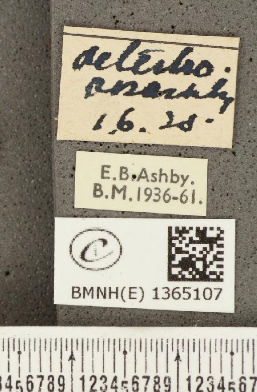 Carterocephalus palaemon (Pallas, 1771) - BMNHE_1365107_label_176291