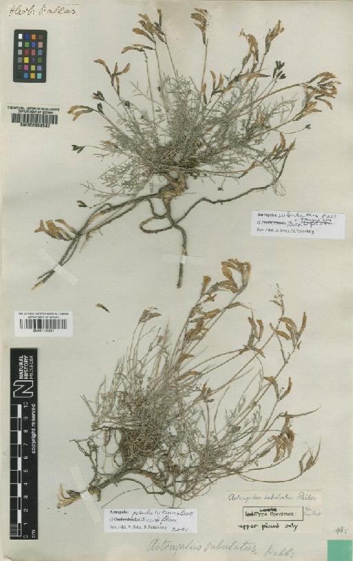 Astragalus subuliformis DC. - BM000632587