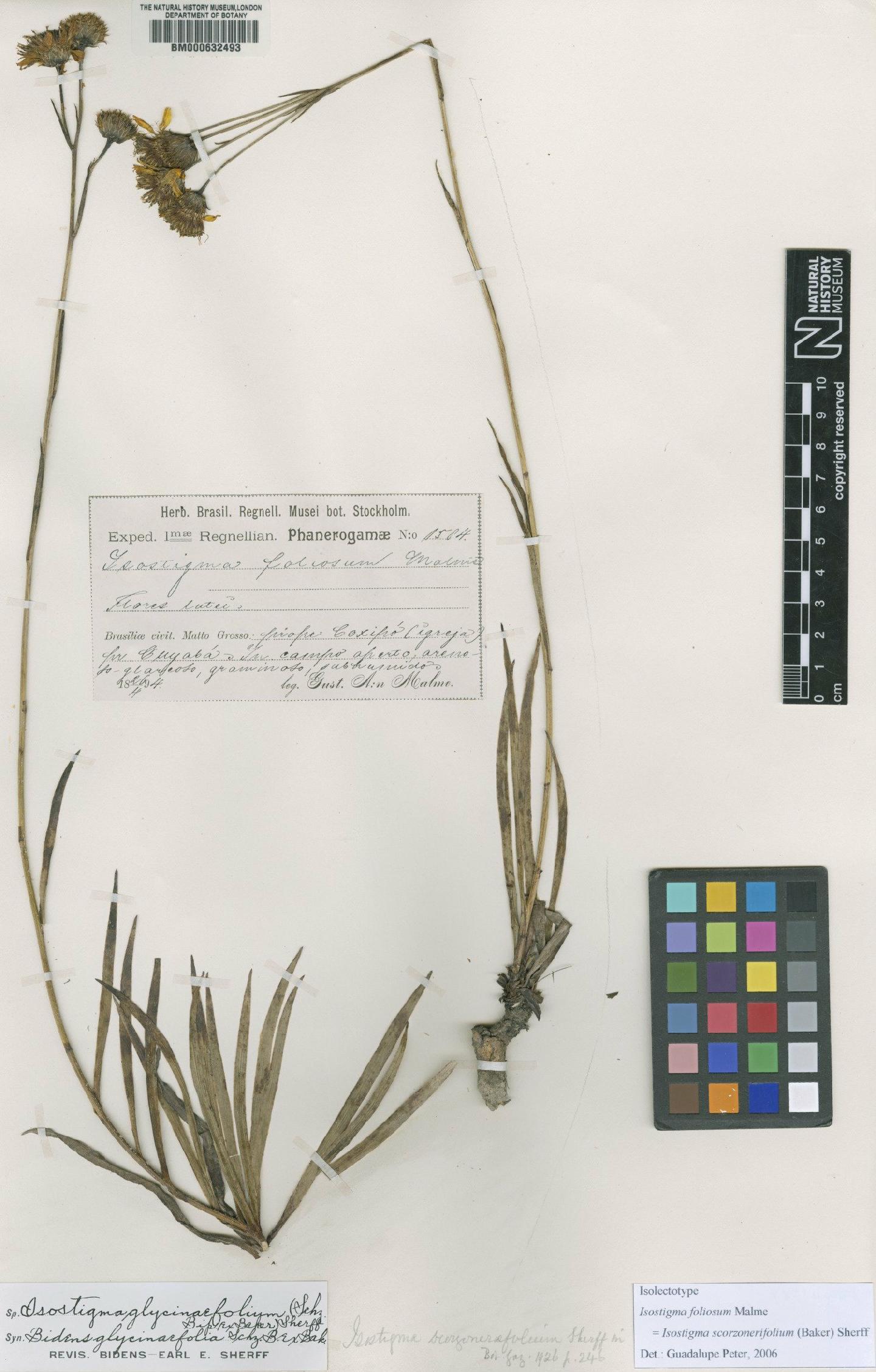 To NHMUK collection (Isostigma scorzonerifolium (Baker) Sherff; Isolectotype; NHMUK:ecatalogue:4987098)