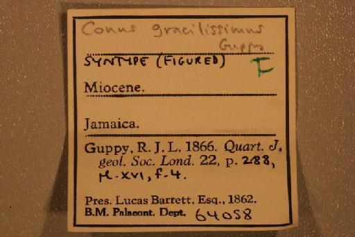 Conus gracilissimus Guppy, 1866 - G 64058. Conus gracilissimus (label.1)