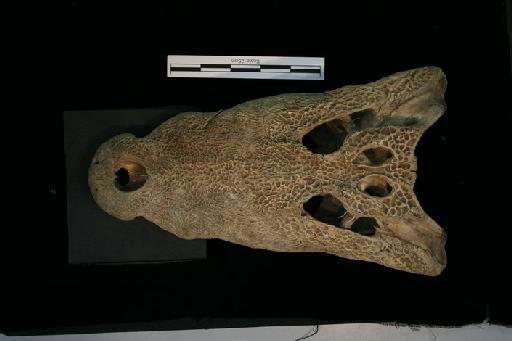 Crocodylus palustris Lesson, 1831 - C_palustris_68.4.9.11(cran)