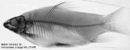 Varicorhinus ansorgii Boulenger, 1906 - BMNH 1904.5.2.161 - Varicorhinus ansorgii HOLOTYPE Radiograph