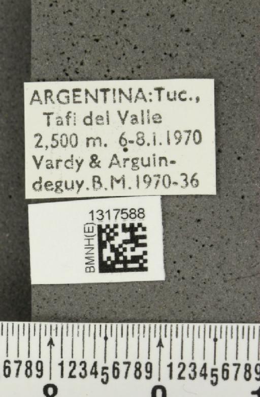 Calligrapha ignara Stål, 1860 - BMNHE_1317588_label_16795