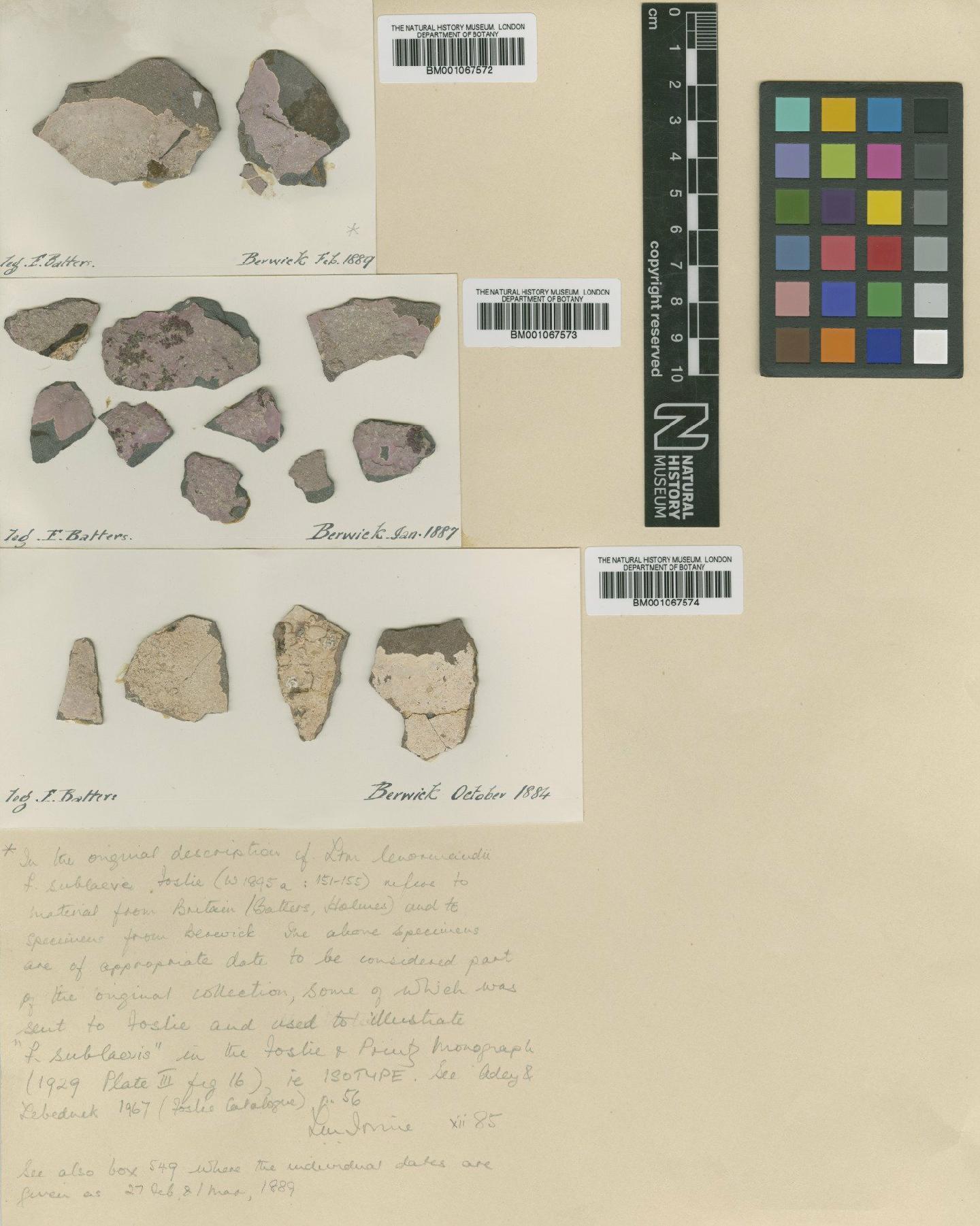 To NHMUK collection (Phymatolithon laevigatum (Foslie) Foslie; Isotype; NHMUK:ecatalogue:2301980)