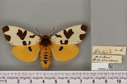 Arctia caja (Linnaeus, 1758) - NHMUK_010416393_528739