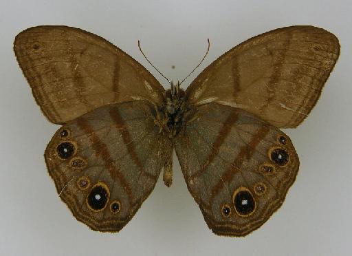 Euptychia lea philippa Butler, 1867 - BMNH(E)_ 1266946_Magneuptychia_(Euptychia)_ lea_philippa_Butler_HT_male_ (3)