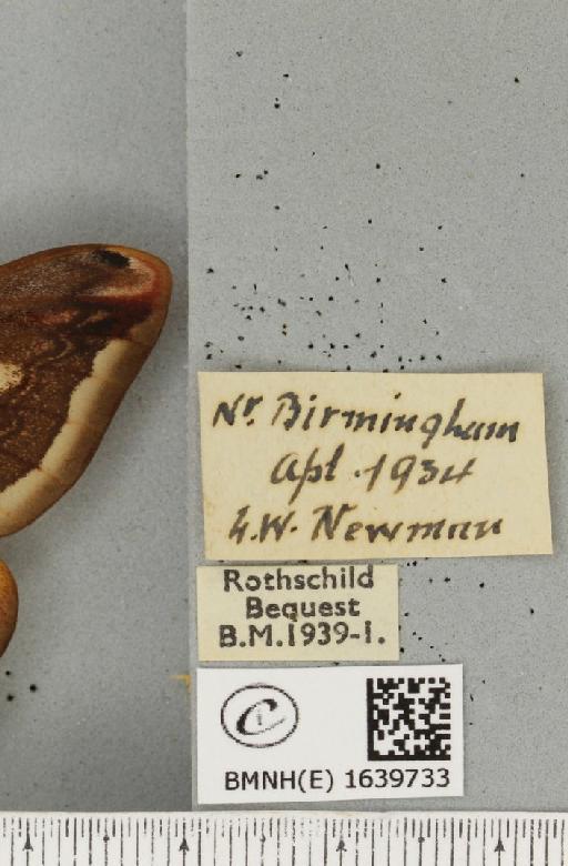 Saturnia pavonia (Linnaeus, 1758) - BMNHE_1639733_label_203710