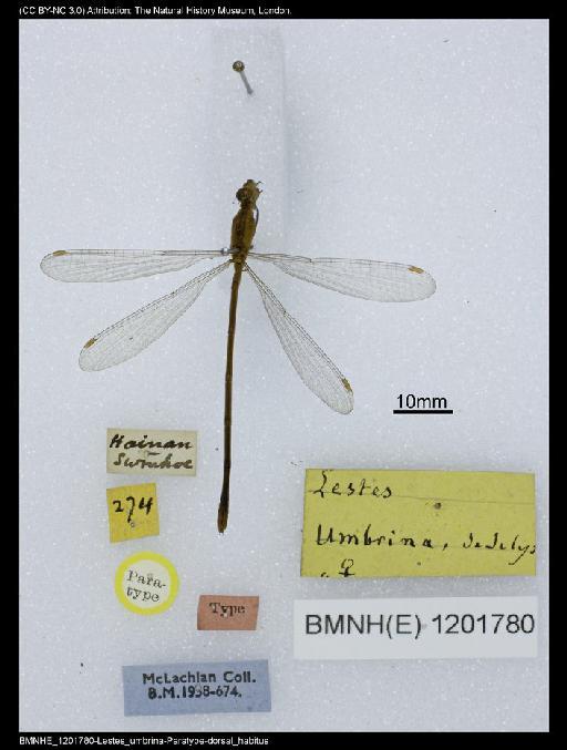 Lestes umbrinus Selys, 1891 - BMNHE_1201780-Lestes_umbrina-Paratype-dorsal_habitus
