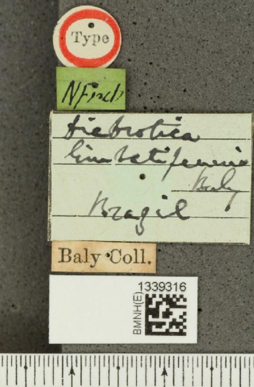 Paratriarius limbatipennis (Baly, 1889) - BMNHE_1339316_label_22671