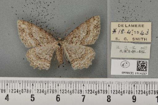 Ectropis crepuscularia ab. delamerensis Buchanan White, 1877 - BMNHE_1914257_481996