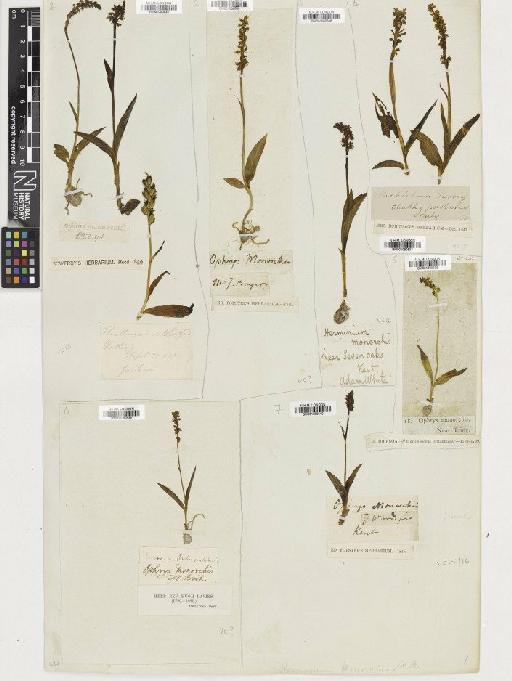 Herminium monorchis (L.) R.Br. - BM001080539