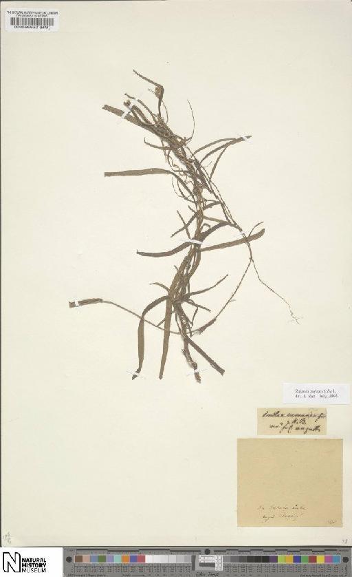 Smilax L. - BM000595632