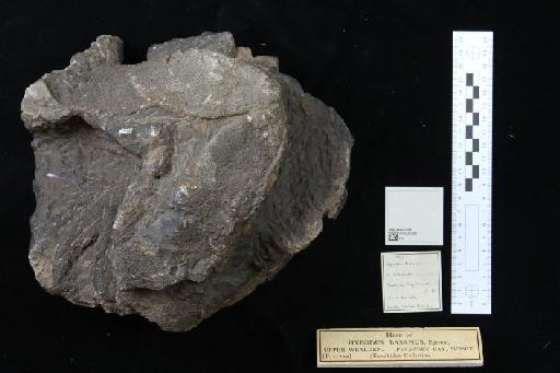 Hybodus basanus Egerton, 1845 - 010035789_L010040591