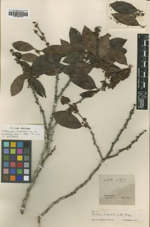 Pouteria cuspidata subsp. cuspidata (A.DC.) Baehni - BM000952538