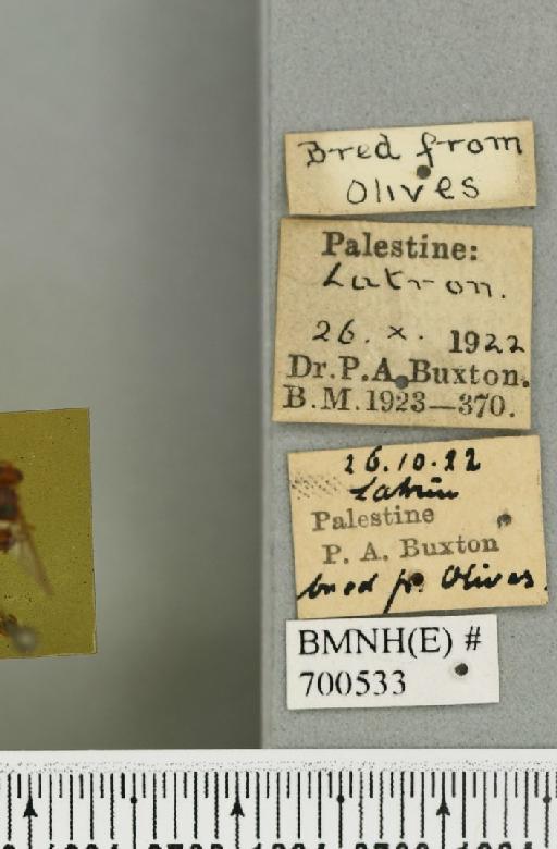 Bactrocera (Daculus) oleae (Rossi, P., 1790) - BMNHE_700533_label_34563