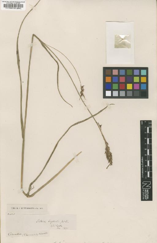 Scleria moritziana Boeckeler - BM000598720
