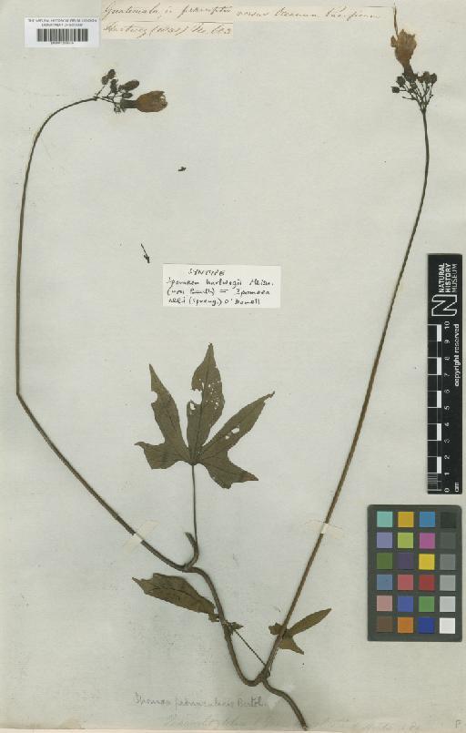 Ipomoea neei (Spreng.) O'Donnell - BM001209076