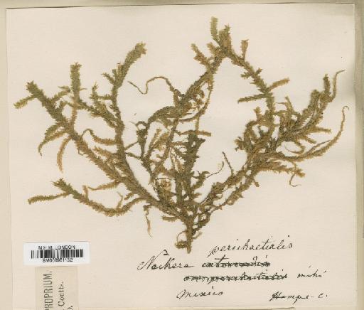 Papillaria perichaetialis (Hampe) A.Jaeger - BM000961132