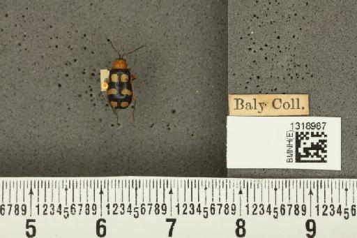 Diabrotica alboplagiata Jacoby, 1882 - BMNHE_1318987_17633