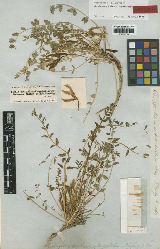 Astragalus aegobromus Boiss. & Hohen. - BM000885182