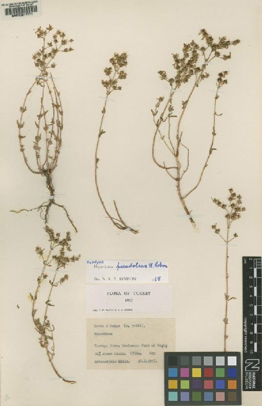 Hypericum pseudolaeve N.Robson - BM000617071