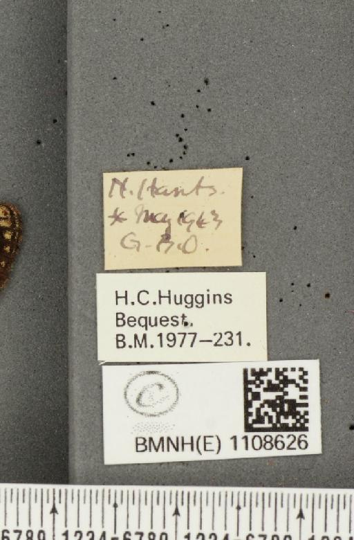 Euphydryas aurinia (Rottemburg, 1775) - BMNHE_1108626_label_48983