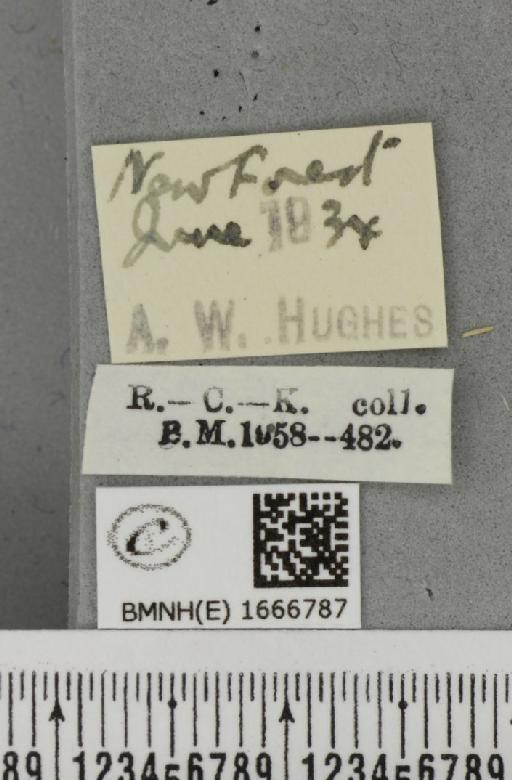 Cyclophora albipunctata ab. foliata Lempke, 1949 - BMNHE_1666787_label_274132