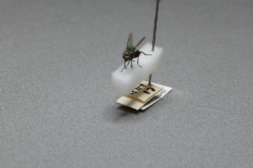 Sarcophaga (Myorhina) nigriventris Meigen, 1826 - 015091921_additional_3