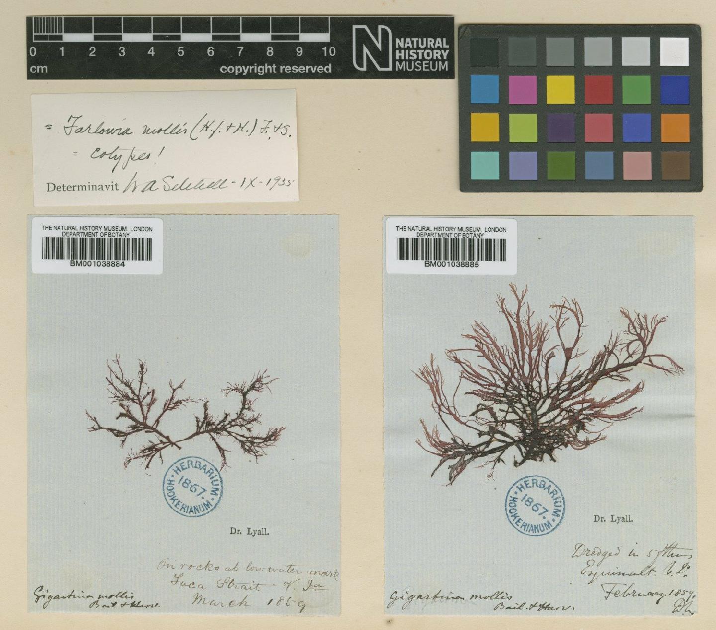 To NHMUK collection (Farlowia mollis (Harv. & Bailey) Farl. & Setch.; TYPE; NHMUK:ecatalogue:687507)