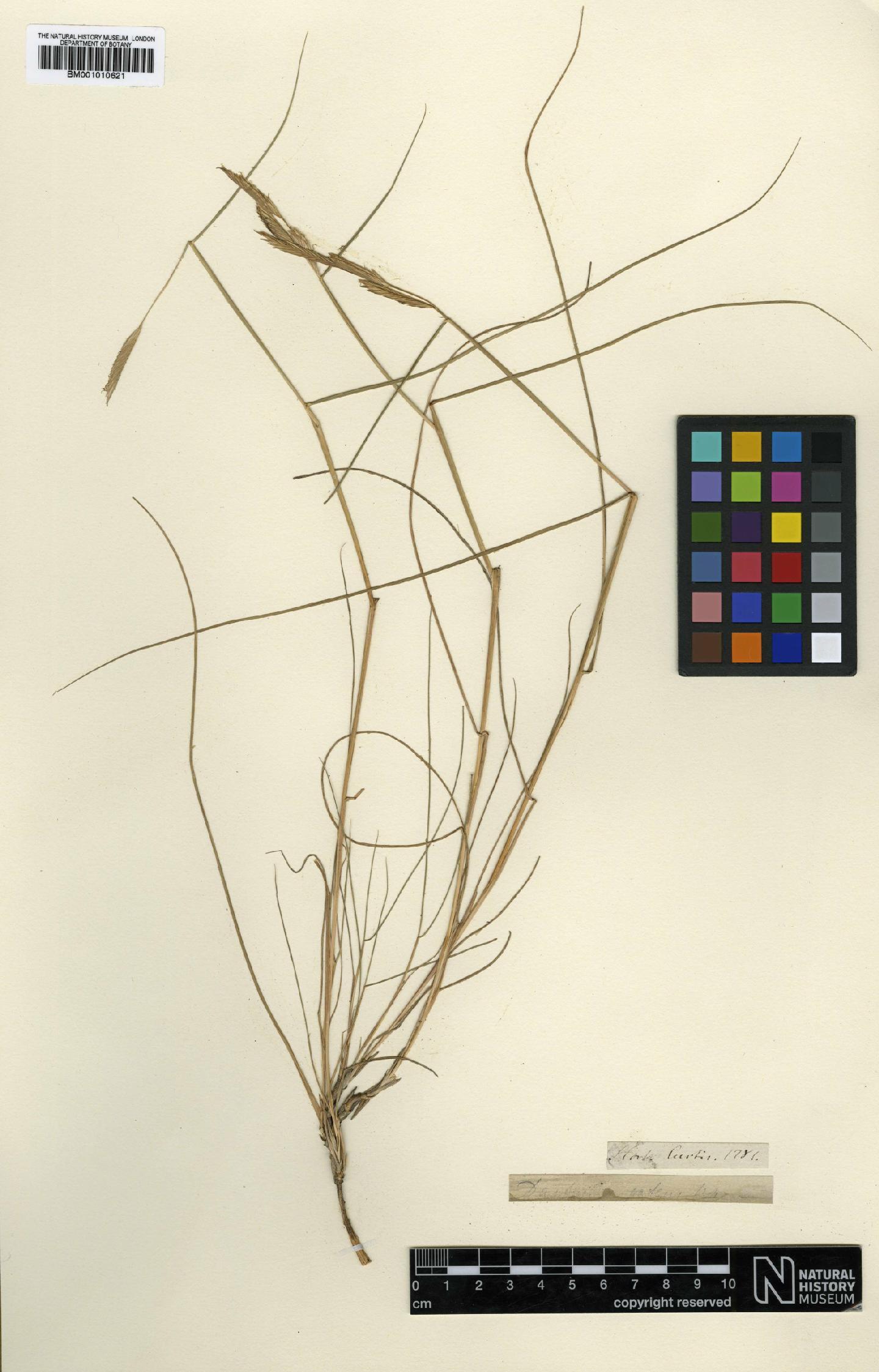 To NHMUK collection (Spartina patens (Aiton) Muhl.; Holotype; NHMUK:ecatalogue:1751342)