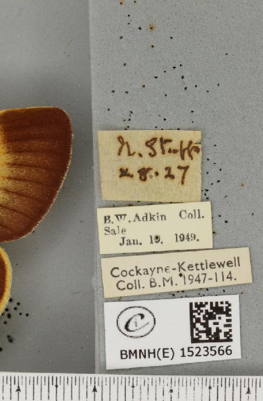 Lasiocampa quercus callunae ab. spartii-basipuncta Tutt, 1902 - BMNHE_1523566_label_193409