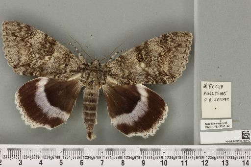 Catocala fraxini (Linnaeus, 1758) - NHMUK_010478140_543304