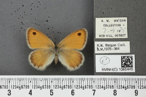 Coenonympha pamphilus ab. tardenota Caruel, 1944 - BMNHE_1065449_26697