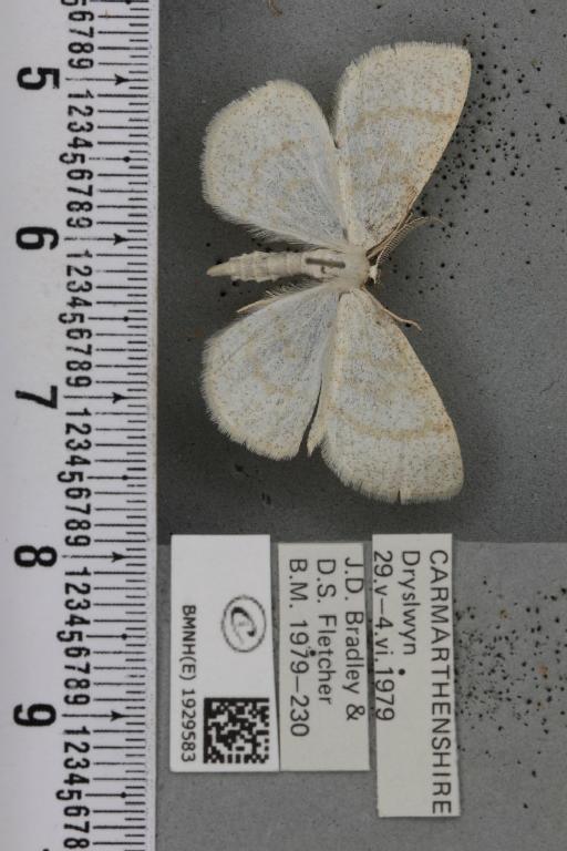 Cabera exanthemata (Scopoli, 1763) - BMNHE_1929583_494978