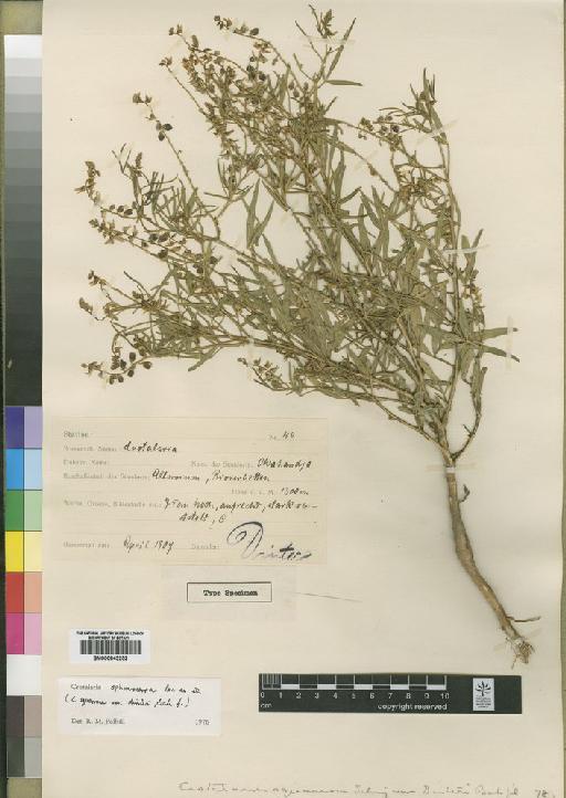 Crotalaria sphaerocarpa Perr. ex DC. - BM000843252