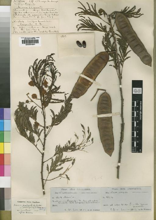 Acacia pentagona (Schumach. & Thonn.) Hook.f. - BM000842051