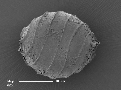 Nitella subtilissima A.Braun - OosporeSide