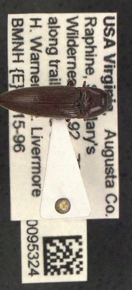 To NHMUK collection (Elateridae Leach, 1815; NHMUK:ecatalogue:5758721)