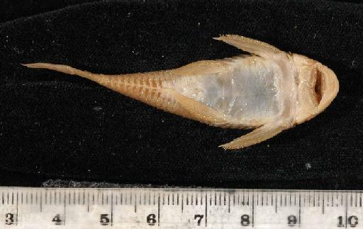 Chaetostomus thomsoni Regan, 1904 - 1902.5.15.28-30c; Chaetostomus thomsoni; ventral view; ACSI Project image