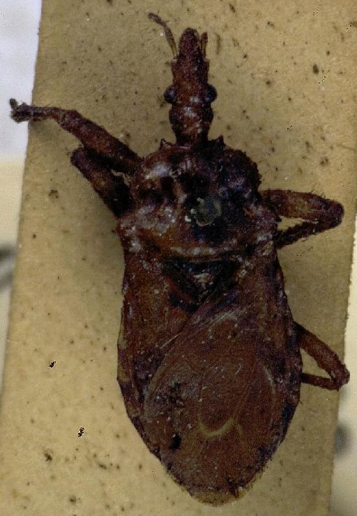 Physoderes shelfordi Miller, N.C.E., 1940 - Physoderes shelfordi-BMNH(E)1706242-Holotype male dorsal UCR_ENT 00018538