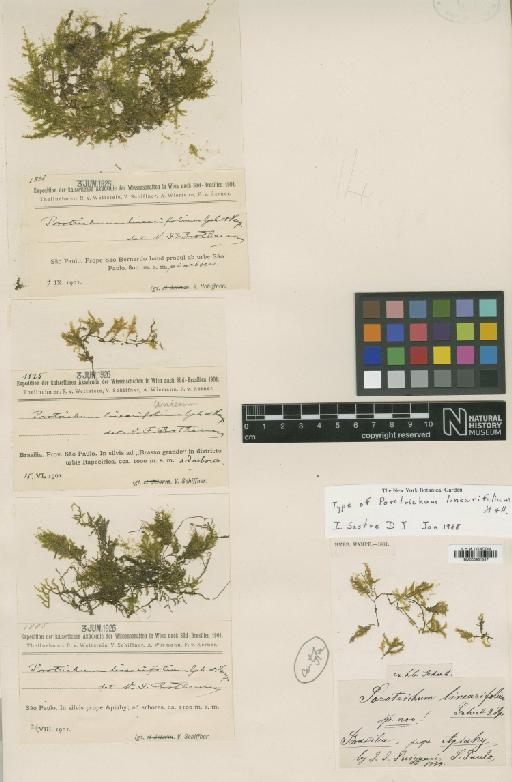 Porothamnium arbusculans (Müll.Hal.) M.Fleisch. in Broth. & Cardot - BM000961347_a